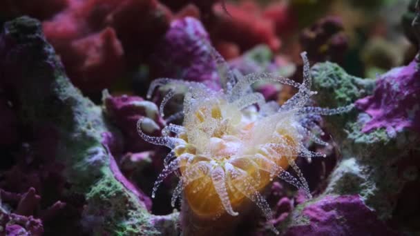 Крупный План Коралловых Хищников Щупальца Смертельными Клетками Которые Гарпуном Парализуют — стоковое видео