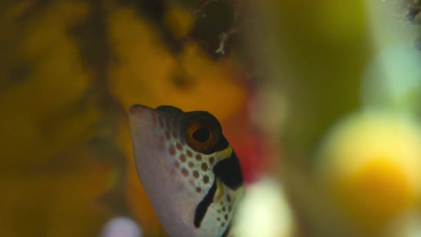 Gros Plan Petit Poisson Globe Flottant Eau Claire Fond Océan — Video