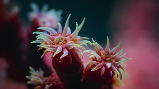Zbliżenie Koralowców Drapieżników Mają Macki Zabójczymi Komórkami Które Harpują Paraliżują — Wideo stockowe