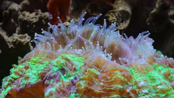 Acercamiento Corales Depredadores Tienen Tentáculos Con Células Mortales Que Arponean — Vídeos de Stock
