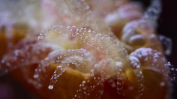 Крупный План Коралловых Хищников Щупальца Смертельными Клетками Которые Гарпуном Парализуют — стоковое видео