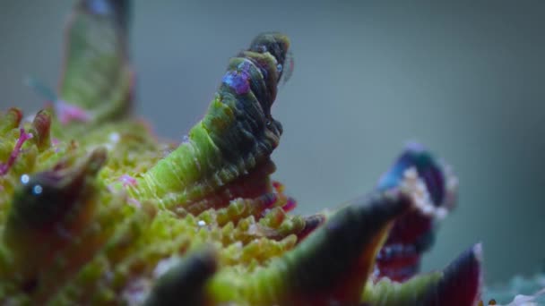 Timelapse Giant Triton Sea Snail Med Små Varelser Baksidan Promenader — Stockvideo
