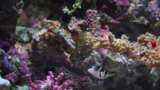 Close Little Pufferfish Floating Clear Water Deep Ocean Macro Great — Stock Video