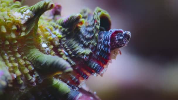 Timelapse Giant Triton Sea Snail Med Små Varelser Baksidan Promenader — Stockvideo