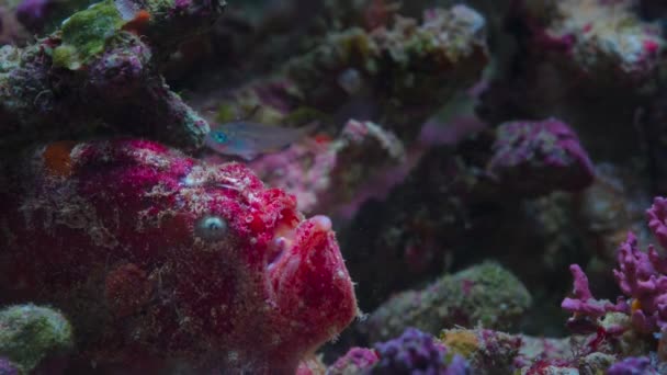 Red Frogfish Monkfish Anglerfish Eating Fish High Speed Movement Anglerfish — Stock Video