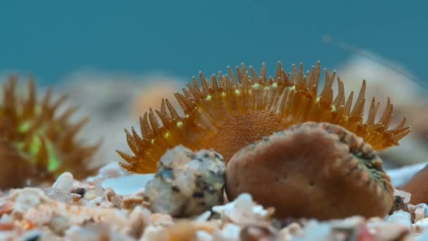 Timelapse Garden Solitary Corals Movement Walnut Sized Corals Live Sand — Stock Video