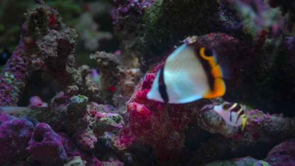 Червоні Жаби Личинки Або Англійські Риби Камуфляж Серед Коралових Рифів — стокове відео