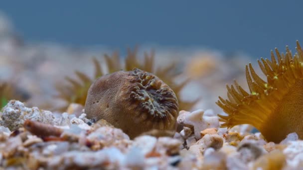Timelapse Garden Solitary Corals Movement Walnut Sized Corals Live Sand — Stock Video