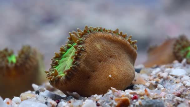 Timelapse Garden Solitary Corals Movement Walnut Sized Corals Live Sand — Stock Video