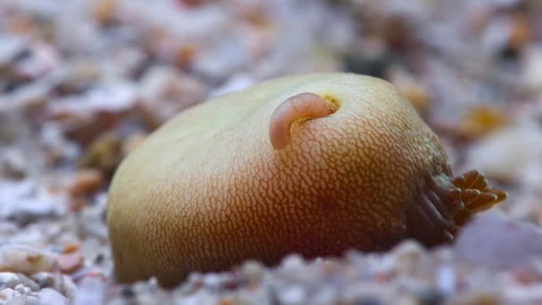 シプアンキュリッドワームまたはピーナッツワームシプアンキュラス Sipunculus ヌードサンゴの海底の底に穴に住んでいます グレートバリアリーフ オーストラリア — ストック動画