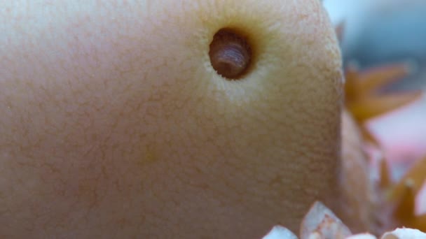 Sipunculid Worms Manut Worms Sipunculus Sipunculus Nudus Lives Hole Base — Vídeos de Stock