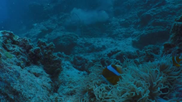 Ondas Tempestade Acima Recife Coral Tiro Subaquático Grande Barreira Corais — Vídeo de Stock
