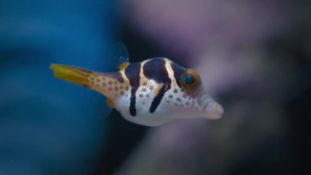 Close Little Pufferfish Floating Clear Water Deep Ocean Macro Great — Video Stock