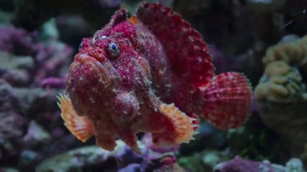 Czerwona Żaba Żabnica Lub Żabnica Kamuflują Wśród Rafy Koralowej Szukając — Wideo stockowe