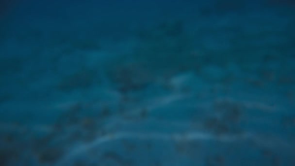 Närbild Liten Blåsfisk Som Flyter Klart Vatten Djupt Havet Makro — Stockvideo