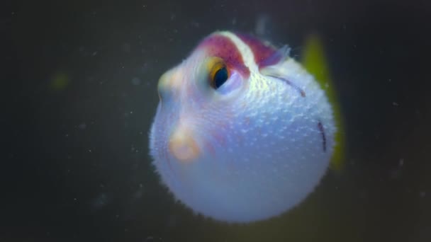 Närbild Uppblåst Blåsfisk Kallad Blåsfisk Eller Ballongfisk Som Flyter Klart — Stockvideo