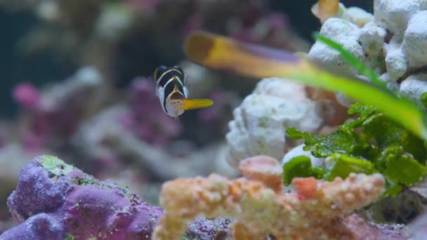 海の底の澄んだ水の中に浮かぶ小さなフグのクローズアップ マクロ グレートバリアリーフ オーストラリア — ストック動画