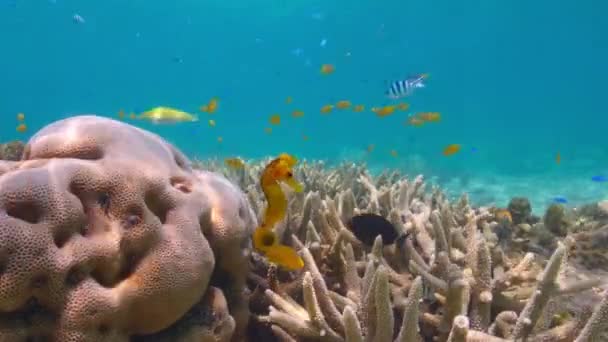 オーストラリア グレートバリアリーフ サンゴ礁の浅い水の中での短い鼻のシーホース とサンゴ礁の魚 — ストック動画