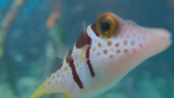 Okyanusun Derinliklerinde Derin Sularda Yüzen Küçük Bir Kirpi Balığının Yakınında — Stok video