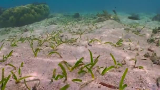 Paisaje Submarino Con Pastos Marinos Arrecife Coral Arena Marina Fondo — Vídeos de Stock