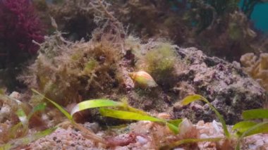 Seagrasses, Avustralya 'nın Büyük Set Resifi olan deniz ortamında yetişen tek bitkidir..