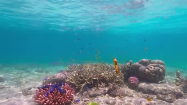 Caballo Mar Hocico Corto Hipocampo Hipocampo Peces Arrecife Aguas Poco — Vídeos de Stock