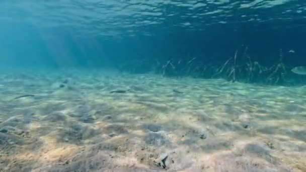 Ett Fiskstim Som Simmar Fritt Nära Mangroveträden Fiskarna Omgivna Mangrove — Stockvideo