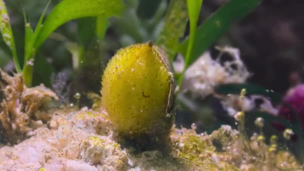 Timelapse Seagrass Flowers Blooming Seabed Great Barrier Reef Australia — Vídeos de Stock