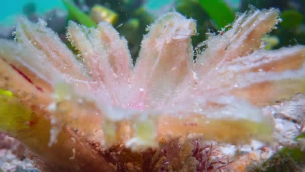 Deniz Tabanında Büyüyen Seagrass Çiçeklerini Kapatın Büyük Set Resifi Avustralya — Stok video