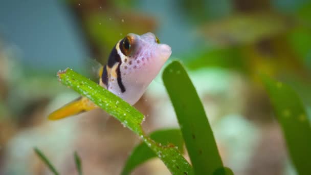 Dekat Dari Sedikit Pufferfish Mengambang Air Jernih Jauh Dalam Laut — Stok Video