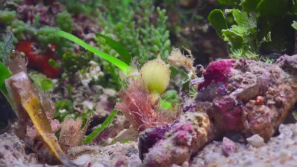 Närbild Sjögräs Blommor Som Växer Havsbotten Great Barrier Reef Australien — Stockvideo