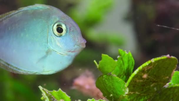 Balıklara Yakın Çekim Seagrass Great Barrier Reef Avustralya Daki Deniz — Stok video