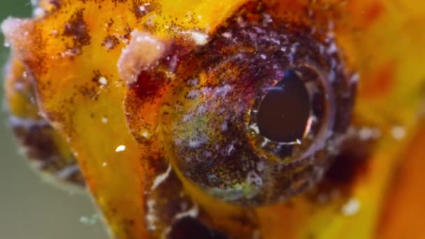 Kortsnuit Zeepaardje Hippocampus Hippocampus Rifvissen Ondiep Water Van Koraalrif Great — Stockvideo