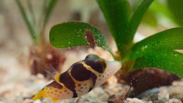 魚のクローズアップは オーストラリアのグレートバリアリーフの海草と小さな甲殻類を食べている — ストック動画