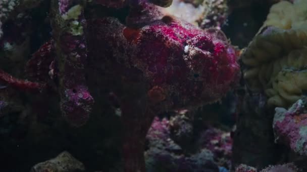 Ένα Κόκκινο Frogfish Monkfish Anglerfish Καμουφλάζ Μεταξύ Κοραλλιογενών Υφάλων Ψάχνει — Αρχείο Βίντεο