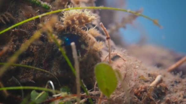 Close Van Bultrug Schorpioenvissen Scorpaenopsis Gibbosa Gecamoufleerd Het Koraal Zeegras — Stockvideo