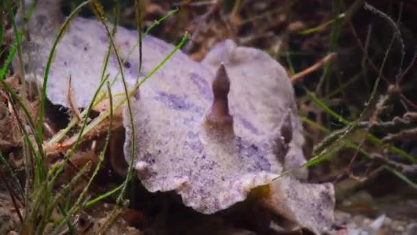 Короткохвоста Ceratosoma Nudibraglia Повзає Коралі Великий Бар Єрний Риф Австралія — стокове відео