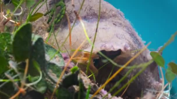 Close Short Tailed Ceratosoma Nudibranch Crawling Blade Seagrass Great Barrier — Vídeos de Stock