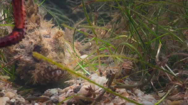 Dekat Dari Humpback Scorpionfish Scorpaenopsis Gibbosa Berkamuflase Karang Dan Camagrass — Stok Video
