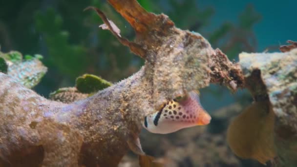 Κοντινό Πλάνο Ενός Μικρού Pufferfish Που Επιπλέει Καθαρά Νερά Βαθιά — Αρχείο Βίντεο