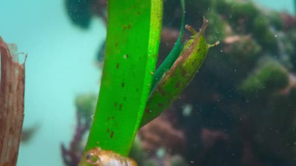 Close Short Tailed Ceratosoma Nudibranch Crawling Blade Seagrass Great Barrier — Vídeo de stock