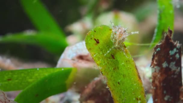 Close Short Tailed Ceratosoma Nudibranch Crawling Blade Seagrass Great Barrier — Vídeo de stock