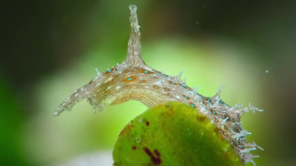 Close Van Kortstaartceratosoma Nudibranch Kruipend Een Grassprietje Great Barrier Reef — Stockvideo