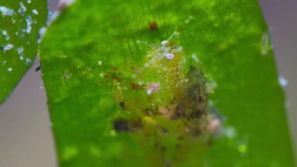 Küçük Kabuklular Deniz Yosunlarını Yiyen Çok Küçük Amfipodlar Avustralya Daki — Stok video