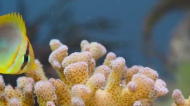 Bir çizgili kelebek balığı resifi keşfediyor, Büyük Set Resifi, Avustralya.