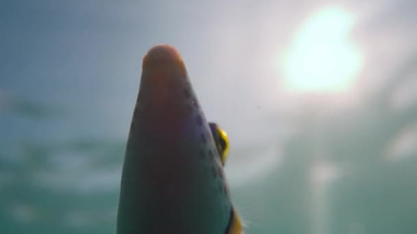 Närbild Liten Blåsfisk Som Flyter Klart Vatten Djupt Havet Makro — Stockvideo