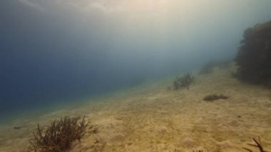 Güneş ışınları sığ sulardaki kum ovalarıyla mavi sularda parlıyor. Tropikal okyanusta şnorkelle yüzmek, Büyük Set Resifi, Avustralya.