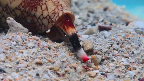 Timelapse Banded Marble Cone Conus Bandanus Slow Moving Seabed Great — Vídeo de stock
