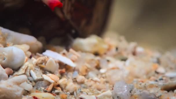 Närbild Banded Marble Cone Conus Bandanus Slow Rör Sig Havsbotten — Stockvideo