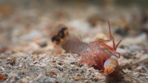 Närbild Scavengers Havet Snigel Luktar Och Sakta Kryper Längs Botten — Stockvideo